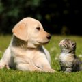 犬と猫の体のつくり…