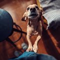 犬が飼い主に体当た…