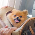 犬と新幹線に乗る方…