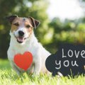 愛犬家なら絶対にし…