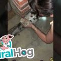  すき間にハマったハ…