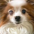 愛犬の失明は突然起…