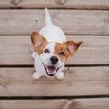 犬が飼い主に『あり…