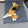 犬が『家族のお出迎…