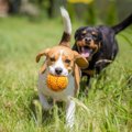 「２頭目の犬を迎え…