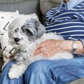 犬や猫の存在は配偶…