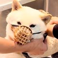 1年間シャンプーでき…