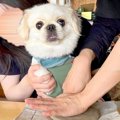 陶芸体験で『犬の肉…
