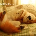 犬がお腹を見せるポ…