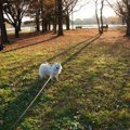 愛犬と一緒に楽しめ…