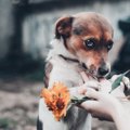 保護犬を飼いたい！…