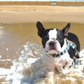 愛犬と一緒に海水浴…