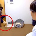 犬に『イケメンが家…