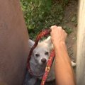 置き去りにされた犬…