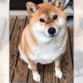 広島犬警が同県に住…