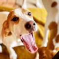 犬の要求吠えが無視をしても治らない！その理由と正しいしつけ方