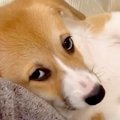 赤ちゃん犬を飼って1…