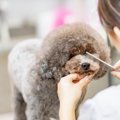 犬の『トリミング』…