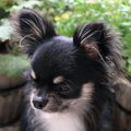 犬が下を向いている…