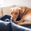 犬がクンクン鳴くの…