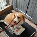 犬の飼い主の体重は…