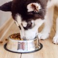 犬がご飯を食べたと…