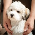 愛犬が『あなたを守…