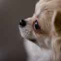 犬の突然死について
