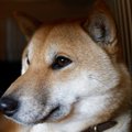 犬を守るための『生…