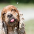 犬の『飲み水』最適…