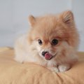 『イタズラ好きな犬…