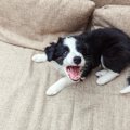 愛犬が他の犬に吠え…