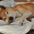老犬の介護をしてい…