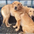 捨てられた犬一家。…