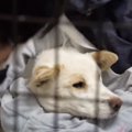 【感動】野犬の第一…