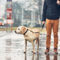 犬のために梅雨対策…