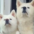 朝、家の前を通る小…