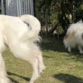 自由に遊ぶ3匹の犬→1…