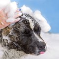 犬のシャンプー方法…