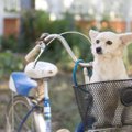犬を自転車に乗せる…
