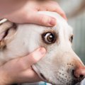 犬にとって危険な『…