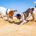 犬が床やベッドを『…