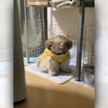 『嘘だといって…』あ…