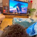 テレビで『動物が突…