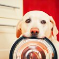 犬が『ンーンー』鳴…