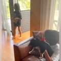 4年前から『犬を飼い…