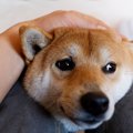 犬が飼い主に『体を…