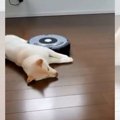 「ん？お掃除ロボット？」動じない柴犬さんの大物っぷりが半端ない！