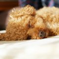 犬に構わないほうが…