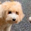 犬を散歩中『同じ犬…